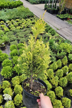 Фото Туя западная Куперголд