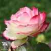 Роза чайно-гибридная Вальс Маями фото 1 