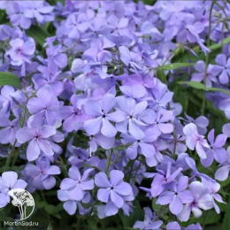 Флокс растопыренный Блу Мун