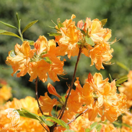 Азалия Голден Лайтс