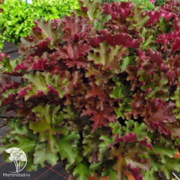 Фото Гейхера Рекс Ред