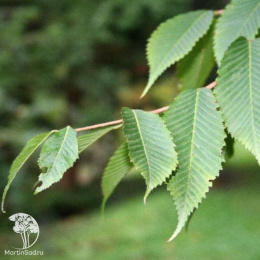 Клён граболистный