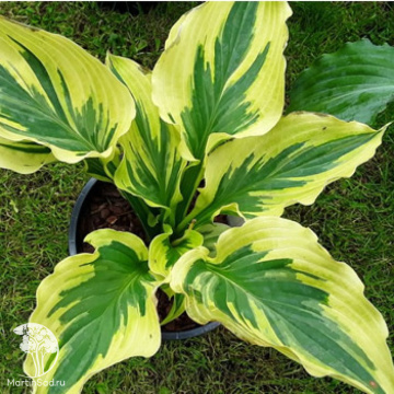 Фото Хоста Пэйсли Бордер