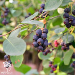 Ирга ольхолистная Грейтберри Гарден