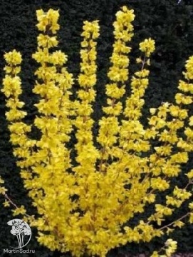 Фото Форзиция промежуточная Голдраш