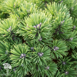 Сосна горная Аллгау