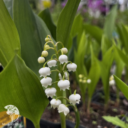 Ландыш майский