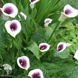  Калла Пикассо