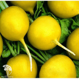 Редис Злата