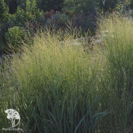 Просо прутьевидное Никан