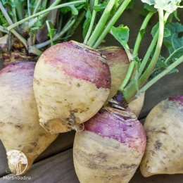 Брюква Новгородская