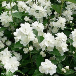 Чубушник Эльбрус