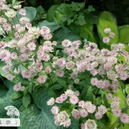 Астранция крупная