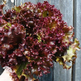 Салат Лолло Росса листовой