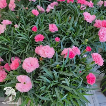 Фото Гвоздика Ай Лов Ю