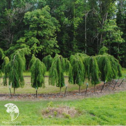 Кипарис болотный (Таксодиум) двурядный Каскад Фолс на штамбе