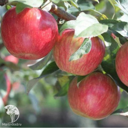 Яблоня Пепин Шафранный