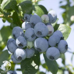 Голубика высокорослая Река