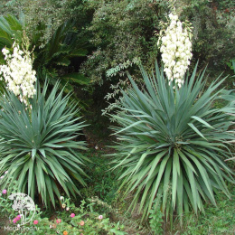 Юкка нитчатая