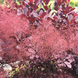 Скумпия кожевенная Винкрафт Блэк