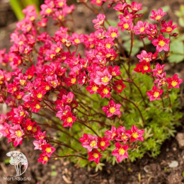 Камнеломка Арендса Хардер Цверг
