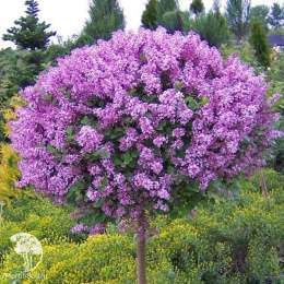 Сирень обыкновенная Сенсация на штамбе