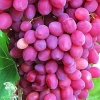 Виноград плодовый Аврора фото 2 