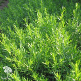 Полынь эстрагонная Баден-Баден