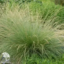 Фестука (Овсянница) Мейера