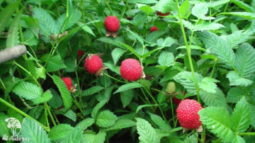 Фото Малина соблазнительная Розолистная Росифолиус