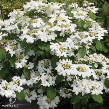 Фото Калина складчатая Каскад на штамбе