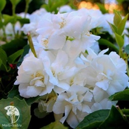 Чубушник венечный Вирджиналь