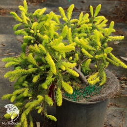 Ель обыкновенная Репенс Голд