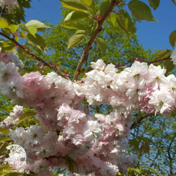 Фото Вишня Пинк Парасол