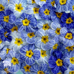 Примула Блу джинс F1 ( обыкновенная грунтовая)