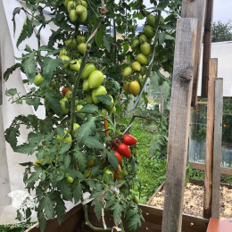 Томат Марселон F1 ( 2-ной пак.)