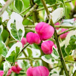 Бересклет пробковый Сильвер Сюрпрайз на штамбе