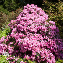  Рододендрон понтийский Грациелла