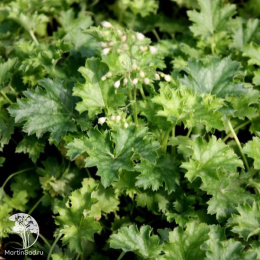 Гейхера Эпл Крисп