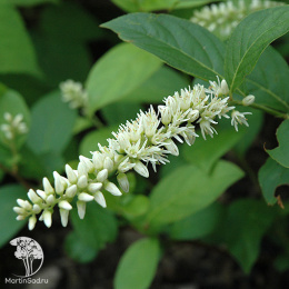  Итея виргинская Сентлав