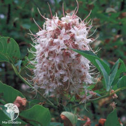 Каштан калифорнийский