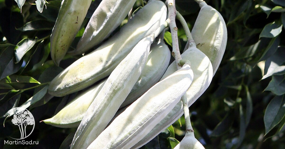 Описание растения Бундук двудомный (Гимнокладус двудомный)