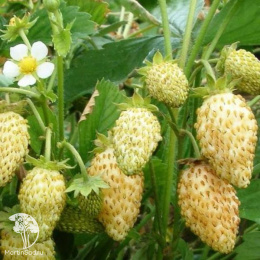 Земляника мелкоплодная Альпин Йеллоу
