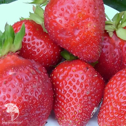 Земляника Дочь Берегини