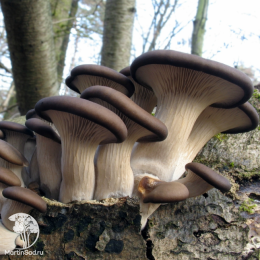 Вешенка Обыкновенная на древесной палочке