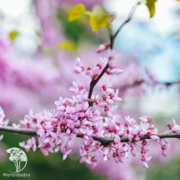 Церцис канадский Блек Перл