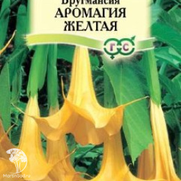Бругмансия Аромагия желтая 