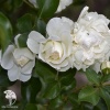 Роза полиантовая Вайт Фейри фото 4 