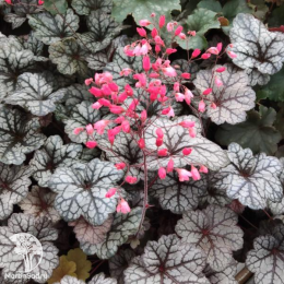 Сверхвыгодный микс! Гейхера Роуз Селект + Гейхера Плам Рояль + Гейхера Глиттер