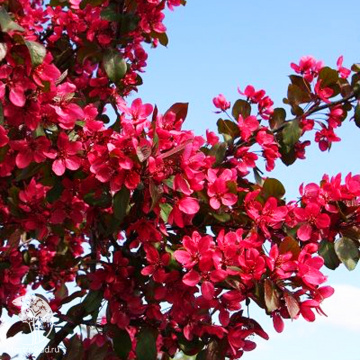 Фото Яблоня Скарлетт